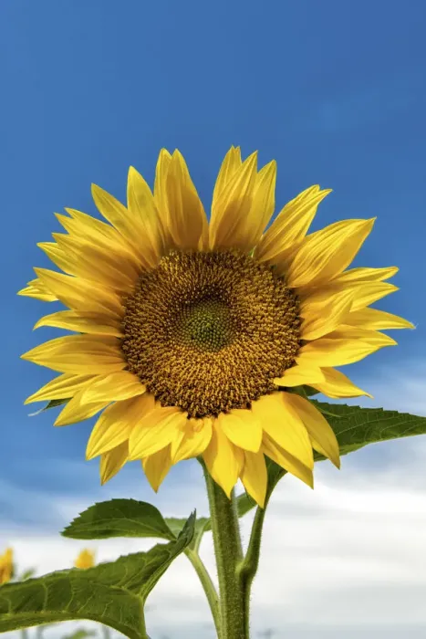 Framed Print : Sunflower, Provence, France Framed Print : Sunflower, Provence, France