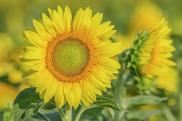Framed Print : Sunflower, Thornton, Ontario, Canada Framed Print : Sunflower, Thornton, Ontario, Canada