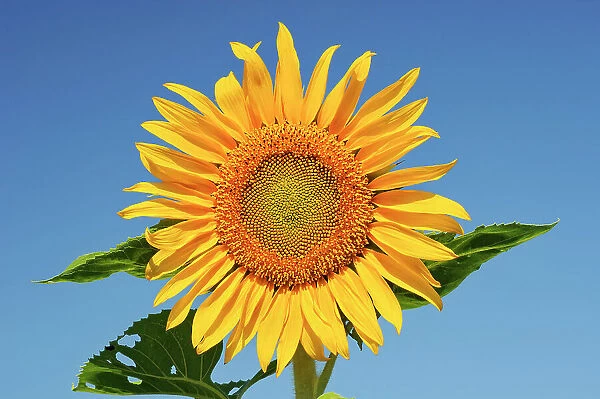 Sunflower Treherne, Manitoba, Canada