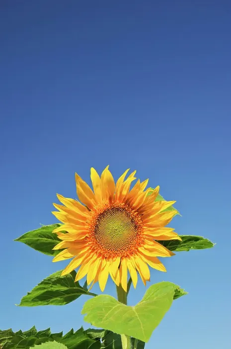 Framed Print : Sunflower Treherne, Manitoba, Canada Framed Print : Sunflower Treherne, Manitoba, Canada