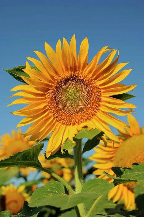 Framed Print : Sunflower Treherne, Manitoba, Canada Framed Print : Sunflower Treherne, Manitoba, Canada