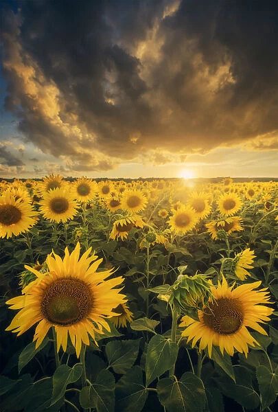 Sunflowers during a colorful summer sunset in Tuscany, Italy