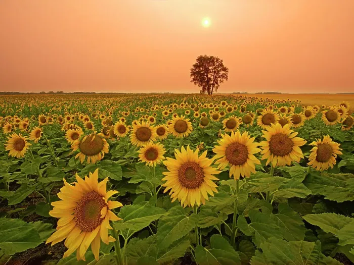 Framed Print : Sunflowers and cottonwood tree (Populus deltoides). at sunset Dugald Manitoba, Canada
