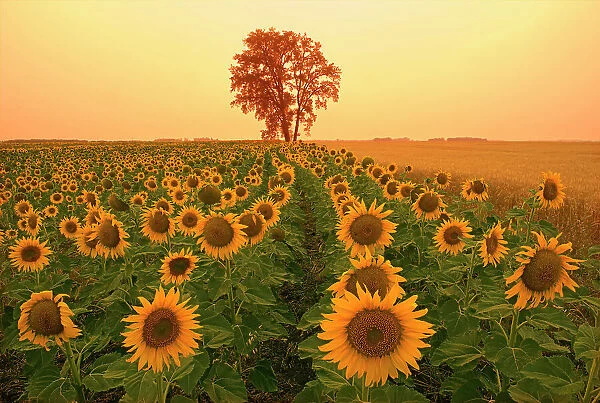 Sunflowers and cottonwood tree (Populus deltoides).at sunset Dugald, Manitoba, Canada
