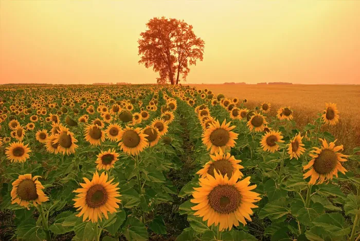 Framed Print : Sunflowers and cottonwood tree (Populus deltoides).at sunset Dugald, Manitoba, Canada Framed Print : Sunflowers and cottonwood tree (Populus deltoides).at sunset Dugald, Manitoba, Canada