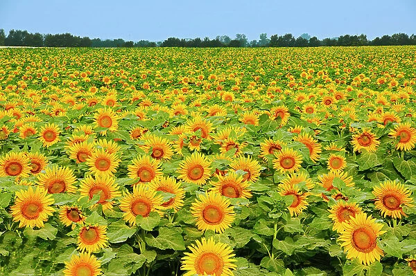 Sunflowers Dugald, Manitoba, Canada