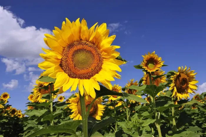 Framed Print : Sunflowers at a farm near Rushville, Western Nebraska, USA Framed Print : Sunflowers at a farm near Rushville, Western Nebraska, USA