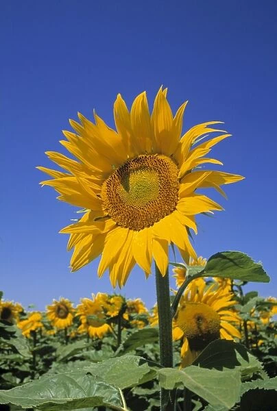 Sunflowers, France