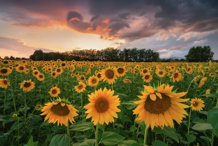 Framed Print : Sunflowers in Franciacorta, Brescia province in Lombardy district, Italy Framed Print : Sunflowers in Franciacorta, Brescia province in Lombardy district, Italy
