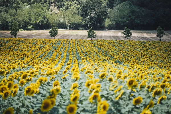 Sunflowers landscape near Macerata, Marche region, Italy