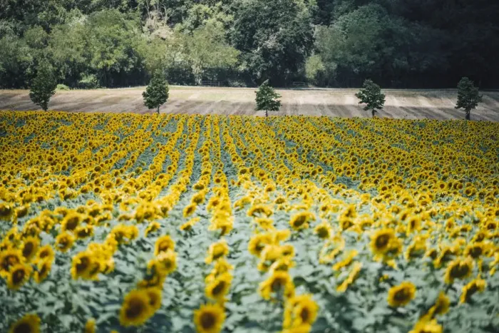 Framed Print : Sunflowers landscape near Macerata, Marche region, Italy Framed Print : Sunflowers landscape near Macerata, Marche region, Italy
