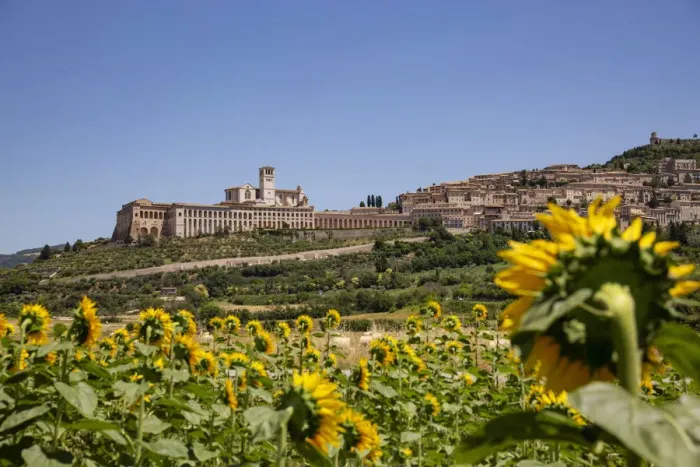Framed Print : Sunflowers looking at Assisi, Umbria, Italy Framed Print : Sunflowers looking at Assisi, Umbria, Italy