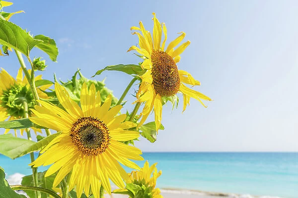 Sunflowers at Lourdas beach, Kefalonia, Ionian Islands, Greek Islands, Greece