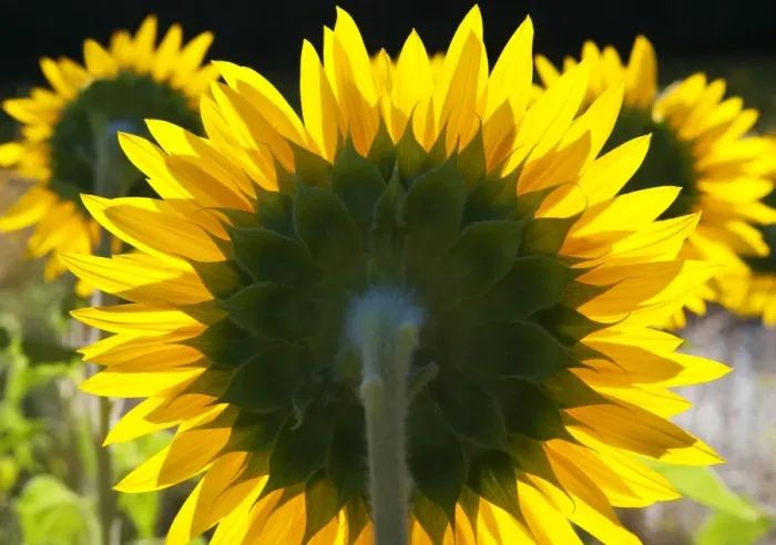Framed Print : Sunflowers in the morning light, Provence, France Framed Print : Sunflowers in the morning light, Provence, France