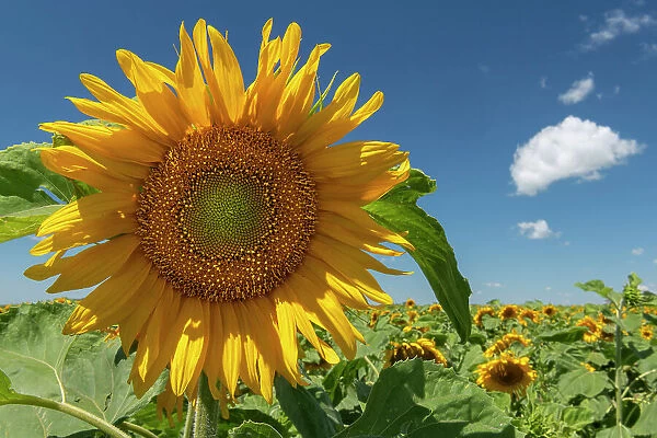 Sunflowers Near Altona, Manitoba, Canada