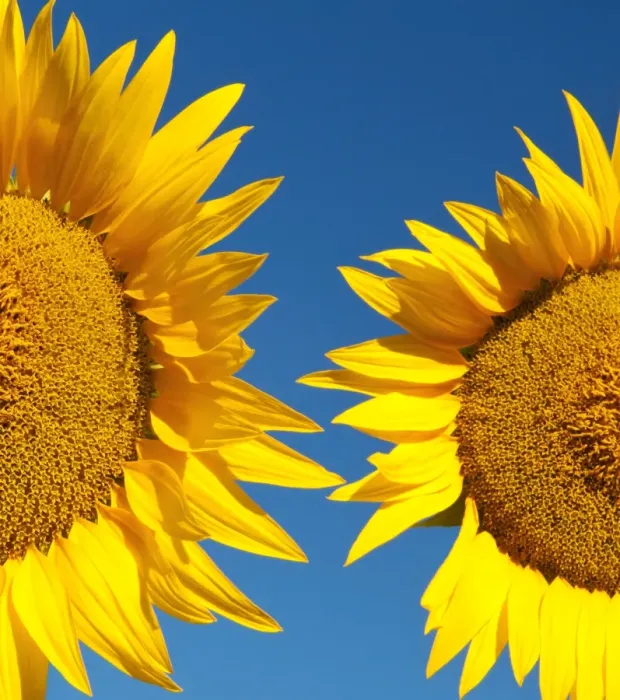 Framed Print : Sunflowers, Provence, France Framed Print : Sunflowers, Provence, France