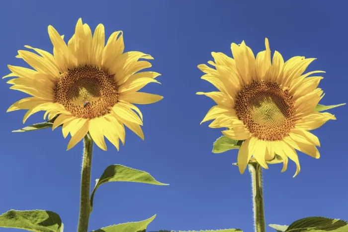 Framed Print : Two Sunflowers, Provence, France
