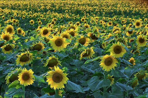 Sunflowers Somerset, Manitoba, Canada