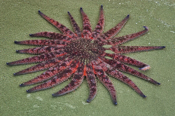 Sunflowers starfish on snady beach. Long Beach. Pacific Rim National Park, British Columbia, Canada