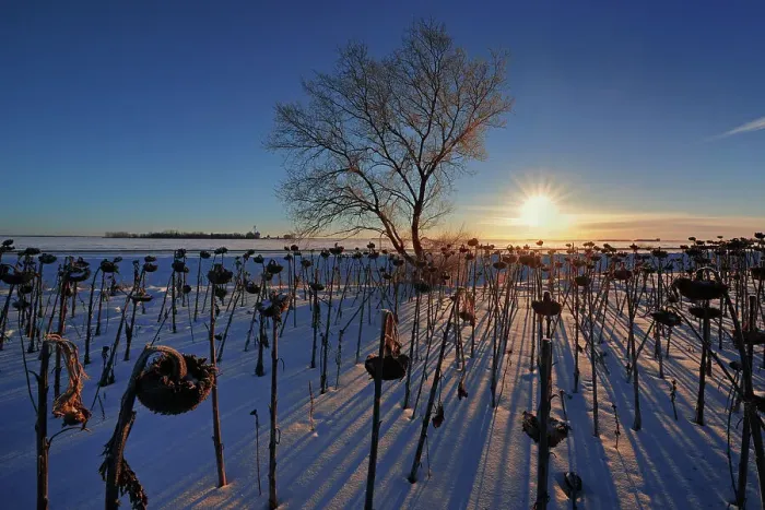 Framed Print : Sunflowers at sunrise in winter Anola Manitoba, Canada Framed Print : Sunflowers at sunrise in winter Anola Manitoba, Canada