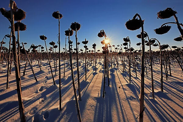 Sunflowers at sunrise in winter Anola Manitoba, Canada