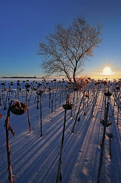 Sunflowers at sunrise in winter Anola, Manitoba, Canada
