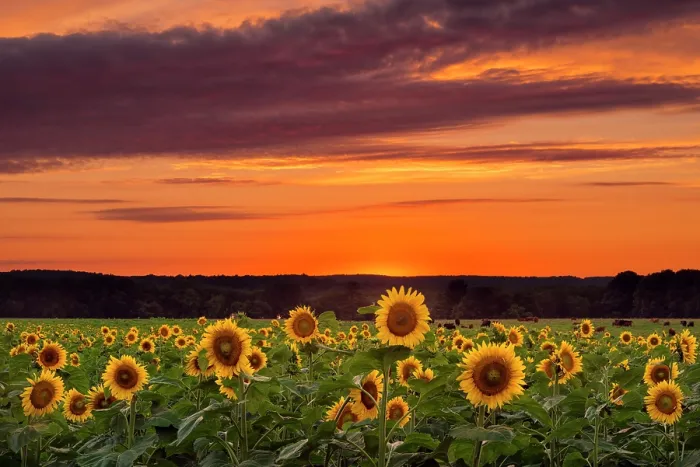 Framed Print : Sunflowers at sunset, Buttonwood Farm, Griswold, Connecticut, USA Framed Print : Sunflowers at sunset, Buttonwood Farm, Griswold, Connecticut, USA