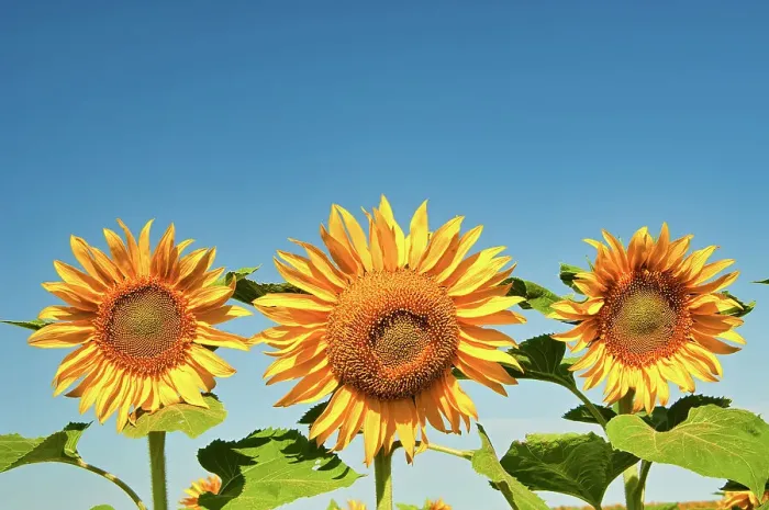 Framed Print : Sunflowers Treherne, Manitoba, Canada
