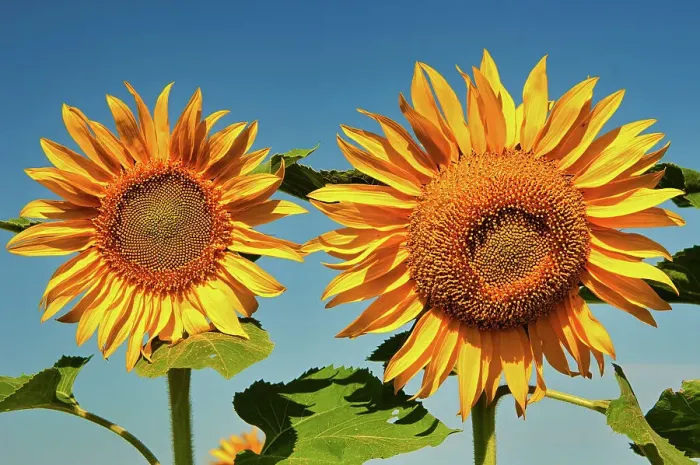 Framed Print : Sunflowers Treherne, Manitoba, Canada