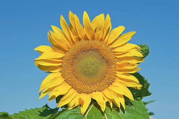 Sunflowers Treherne, Manitoba, Canada