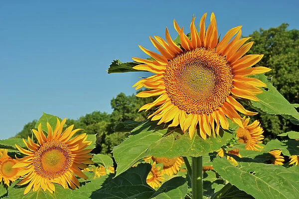 Sunflowers Treherne, Manitoba, Canada