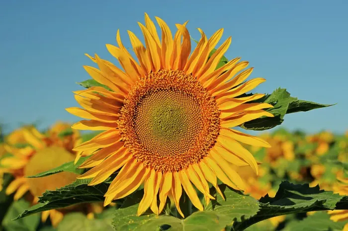 Framed Print : Sunflowers Treherne, Manitoba, Canada Framed Print : Sunflowers Treherne, Manitoba, Canada
