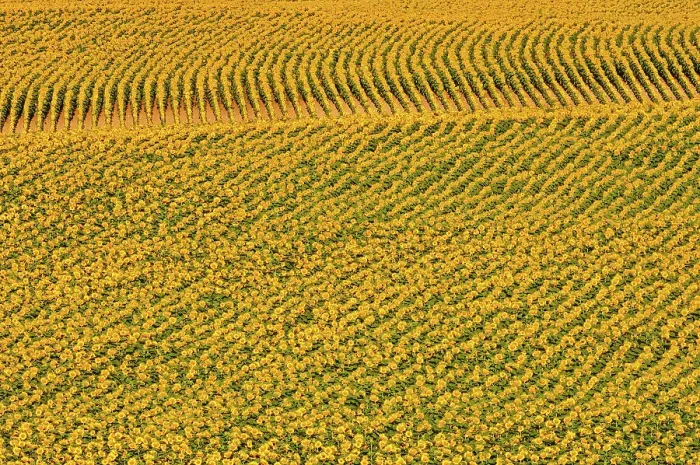 Framed Print : Sunflowers Treherne, Manitoba, Canada