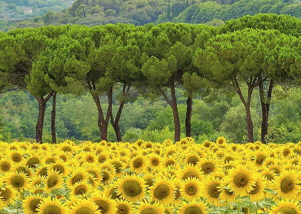 Sunflowers & Umbrella Pines, near Perugia, Umbria, Italy