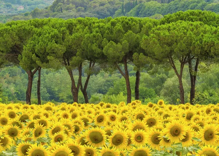Framed Print : Sunflowers & Umbrella Pines, near Perugia, Umbria, Italy Framed Print : Sunflowers & Umbrella Pines, near Perugia, Umbria, Italy