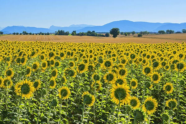 Sunflowers on the Valensole plateau, Provence-Alpes-Cote d'Azur, France