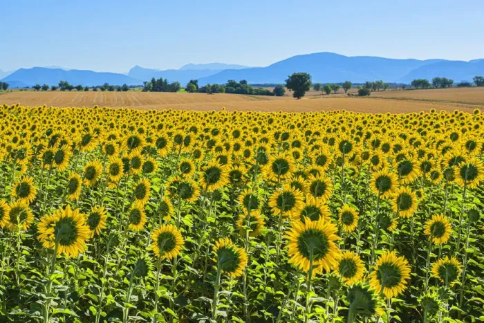 Framed Print : Sunflowers on the Valensole plateau, Provence-Alpes-Cote d'Azur, France