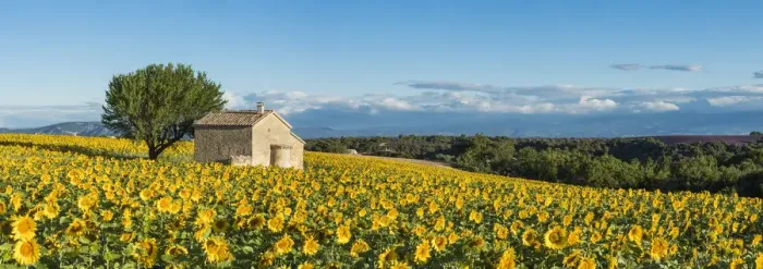 Framed Print : Sunflowers, Valensole Plateau, Provence, France Framed Print : Sunflowers, Valensole Plateau, Provence, France