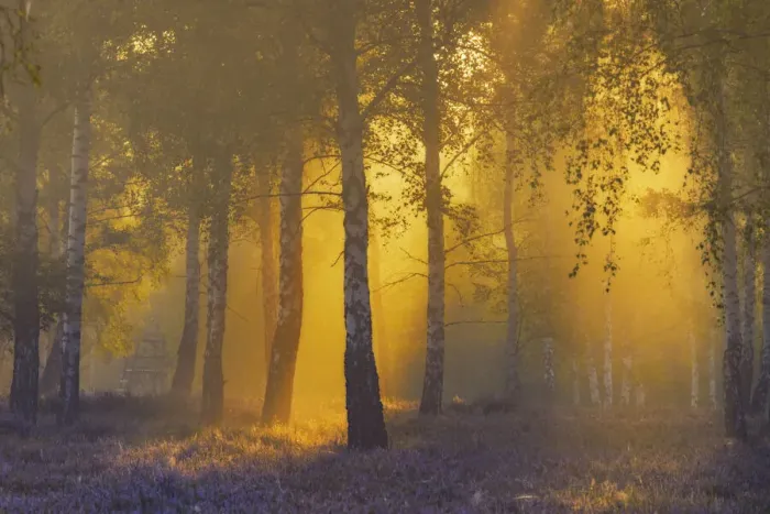 Framed Print : Sunlight-flooded birch forest in blooming heathland (Calluna vulgaris)