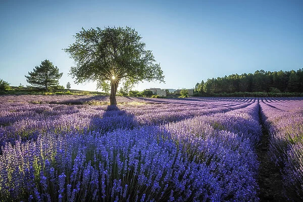 Sunlight streaming through lone tree in lavender field near Sault, Provence-Alpes-Cote d'Azur, Provence, France