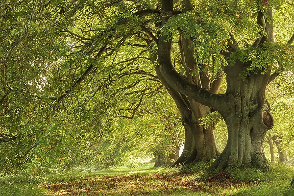 Sunlit autumnal beech trees near Badbury Rings, Dorset, England. Autumn (October) 2023