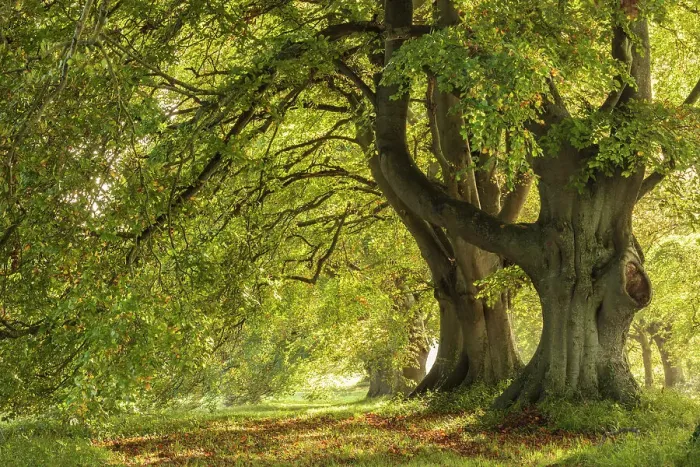 Framed Print : Sunlit autumnal beech trees near Badbury Rings, Dorset, England. Autumn (October) 2023 Framed Print : Sunlit autumnal beech trees near Badbury Rings, Dorset, England. Autumn (October) 2023