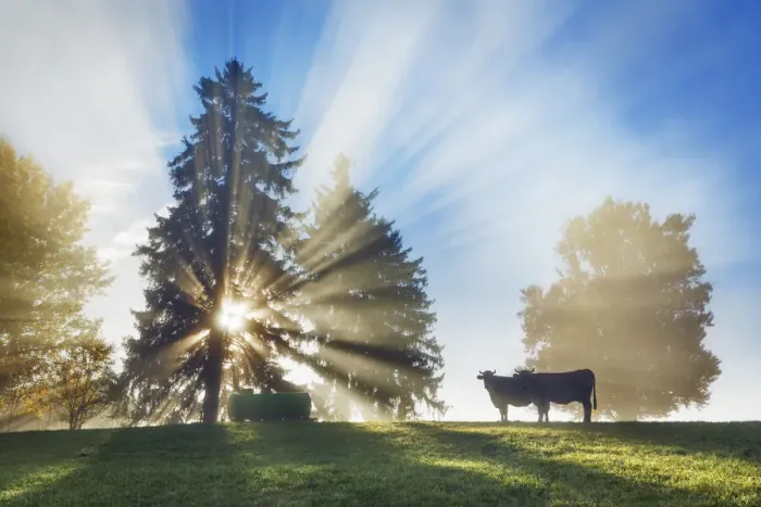 Framed Print : Sunrays in fog and cows - Germany, Bavaria, Swabia, OstAllgau, Illasbergsee - Allgau Framed Print : Sunrays in fog and cows - Germany, Bavaria, Swabia, OstAllgau, Illasbergsee - Allgau