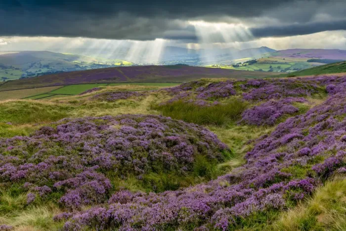 Framed Print : Sunrays over Hope Valley with Blooming Heather, Peak District National Park, Derbyshire Framed Print : Sunrays over Hope Valley with Blooming Heather, Peak District National Park, Derbyshire