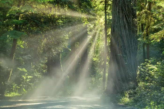 Framed Print : Sunrays through Redwoods, Jedediah Smith Redwoods State Park, California, USA