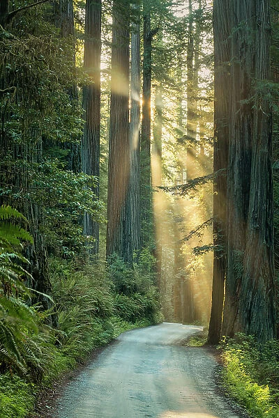 Sunrays trhrough Redwoods, Jedediah Smith Redwoods State Park, California, USA