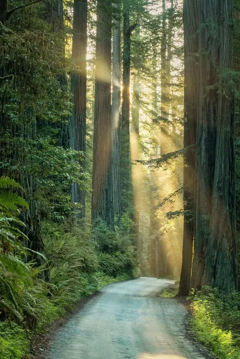Framed Print : Sunrays trhrough Redwoods, Jedediah Smith Redwoods State Park, California, USA Framed Print : Sunrays trhrough Redwoods, Jedediah Smith Redwoods State Park, California, USA