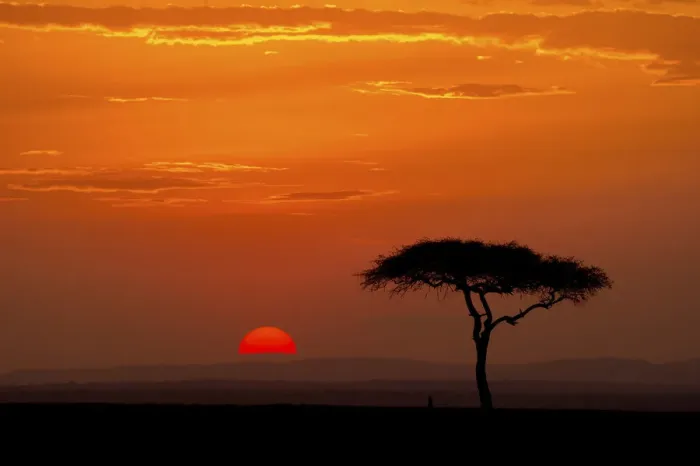Framed Print : Sunrise with acacia tree, Serengeti, Tanzania, Africa Framed Print : Sunrise with acacia tree, Serengeti, Tanzania, Africa