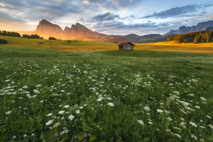 Framed Print : Sunrise on Alpe di Siusi  /  Seiser Alm with summer flowers
