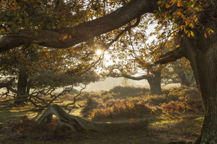 Framed Print : Sunrise on a beautiful autumn morning in the New Forest National Park, Hampshire, England Framed Print : Sunrise on a beautiful autumn morning in the New Forest National Park, Hampshire, England